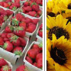 Photo of fresh strawberries and sunflowers