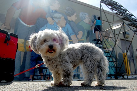 Artist Bernard LaCasse's dog stands in front of the mural