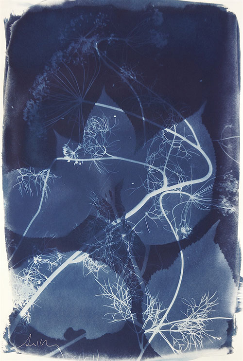 Susan Murie's cyanotype "Autumn 2."