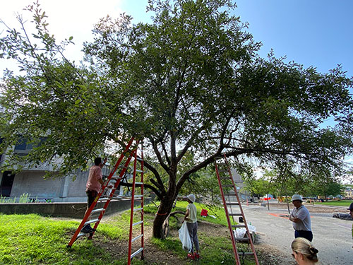 Cuttings being taken from the apple tree at Cambridge’s Tobin Montessori and Vassal Lane Upper Schools complex, summer 2021.