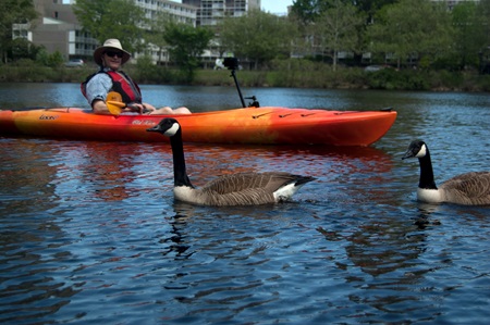 Photographer Richard Hackel passes Canada geese as he kayaks along the Charles River.