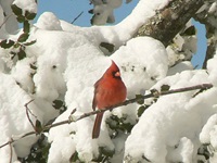 Event image for CANCELLED: CPL Nature Club: Morning Bird Watching Walk at Mount Auburn Cemetery (Collins)