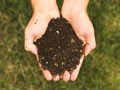 handful of compost