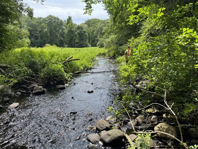 View of a stream with riffles and lush vegetation on both banks