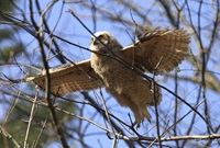The owlet spreads its wings for a trial glide