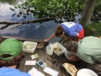 People viewing the insect life in tubs of pondwater with nature guides adjacent to a natural pond