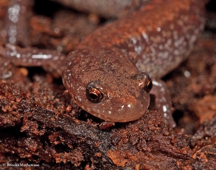 Photo of an eastern red-backed salamander, taken by Brooks Mathewson.