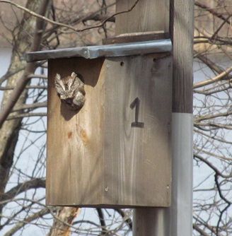 Grey Screech owl living at Fresh Pond Reservation, photo taken on March 18, 2013.