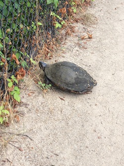 Snapping turtle crossing the Perimeter Road near Little Fresh Pond.