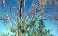 Dutch Elm disease