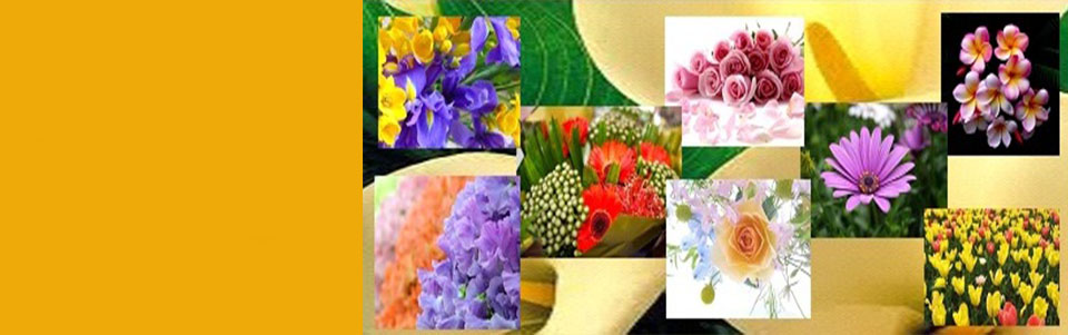 Spring Flowers