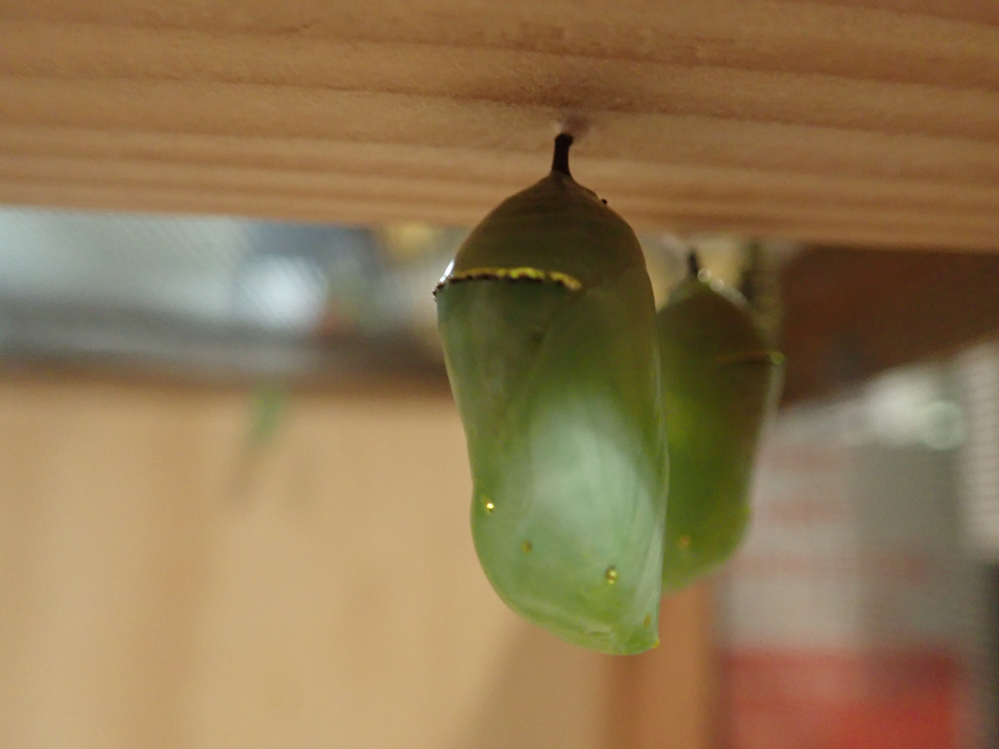 A monarch chrysalis