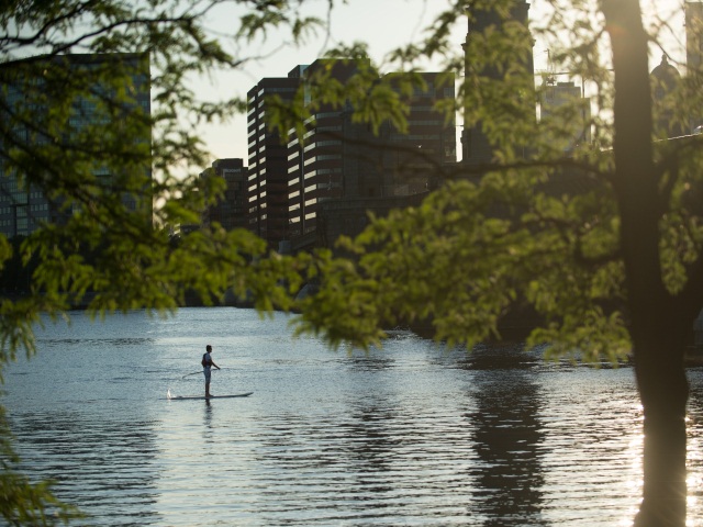 Urban forestry