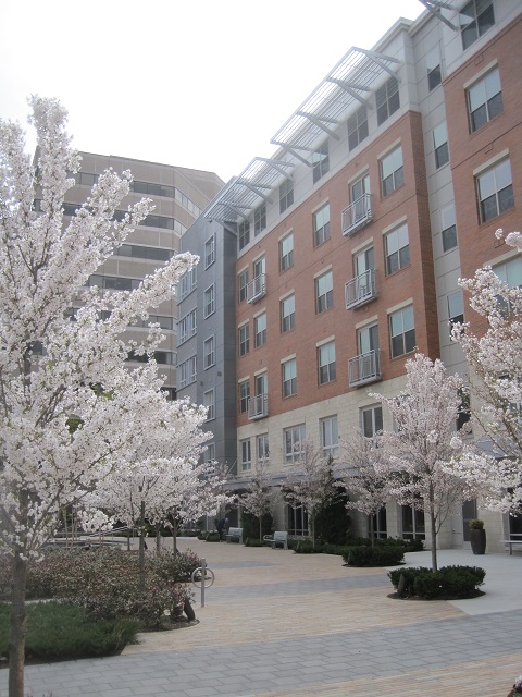 Cambridge Park Drive