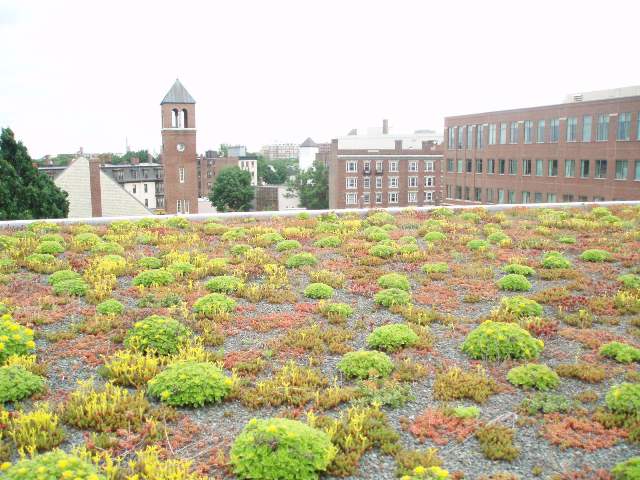 Green Roof at 23 Sidney St, University Park