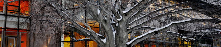 library in Winter by Susana Segat