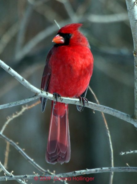 Male Cardinal