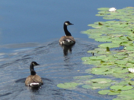 Geese on the Charles