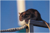 Photo of a rat