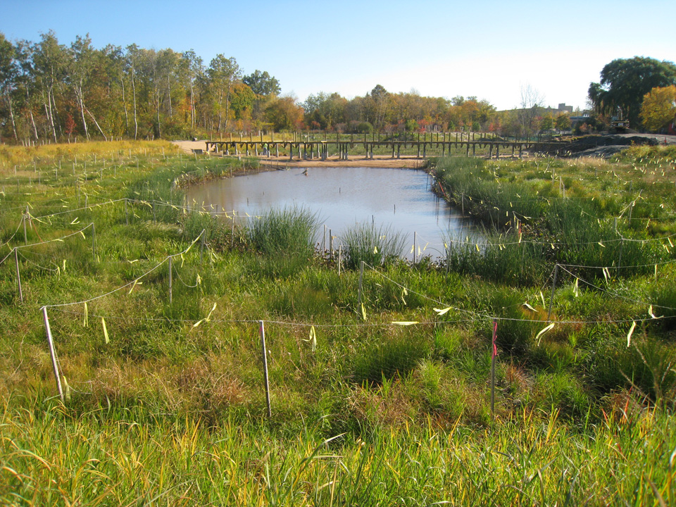 Looking east across the wetland_October 2012