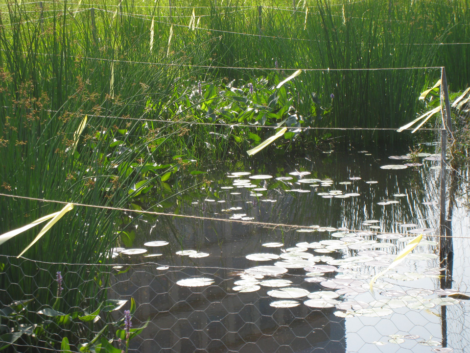 Deep marsh plants