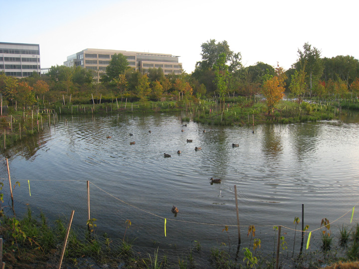 Ducks explore the Oxbow