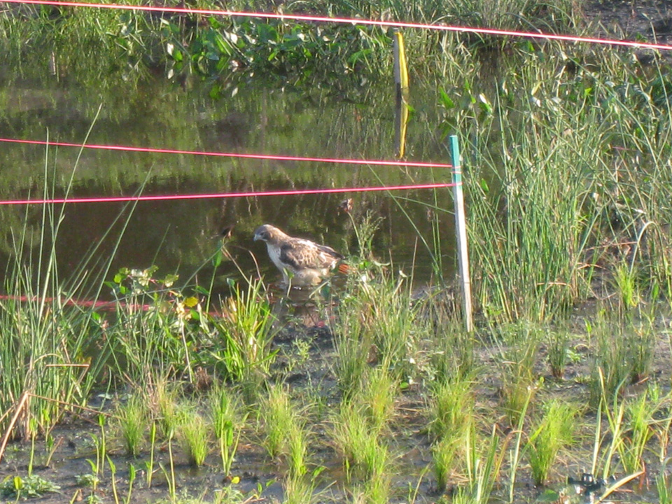 Hawk bathing in the wetland