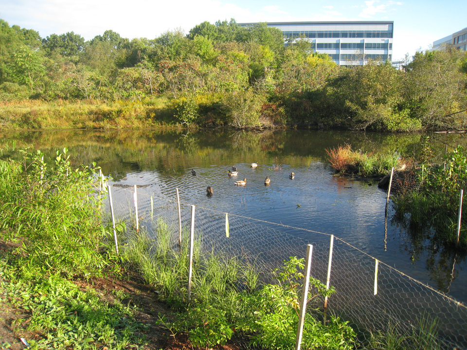 Connecting the Oxbow to the Little River