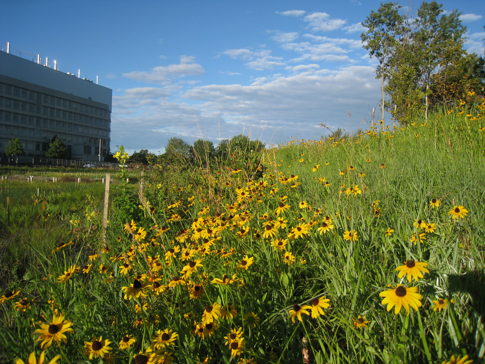 Rudbeckia along banks of the wetland