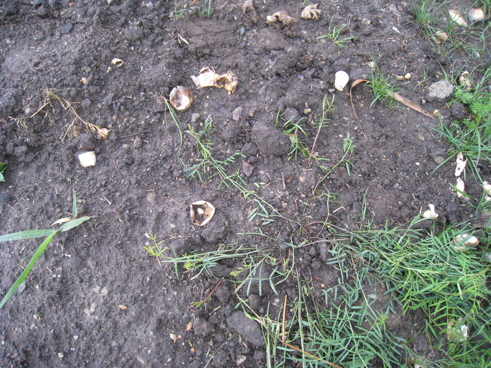 Turtle eggs!
