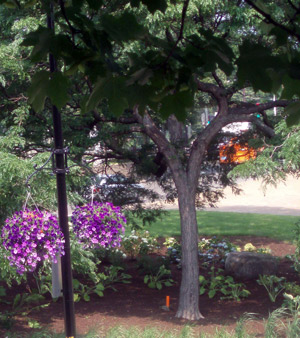 Donaghue Park 4