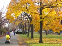 Cambridge Common in the fall