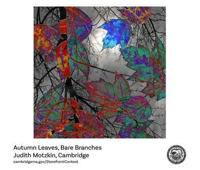 Autumn Leaves, Bare Branches