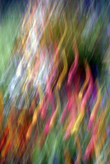 This abstract image looks as if you took a picture of tulips during an earthquake.