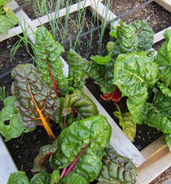 Swiss chard in container garden