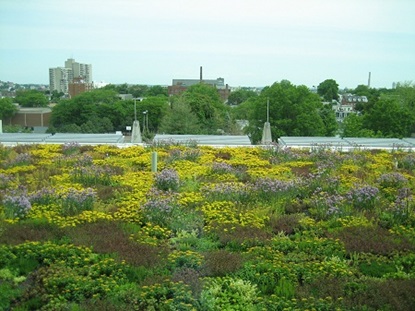Police Station Green Roof