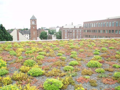 Green Roof at 23 Sidney St, University Park