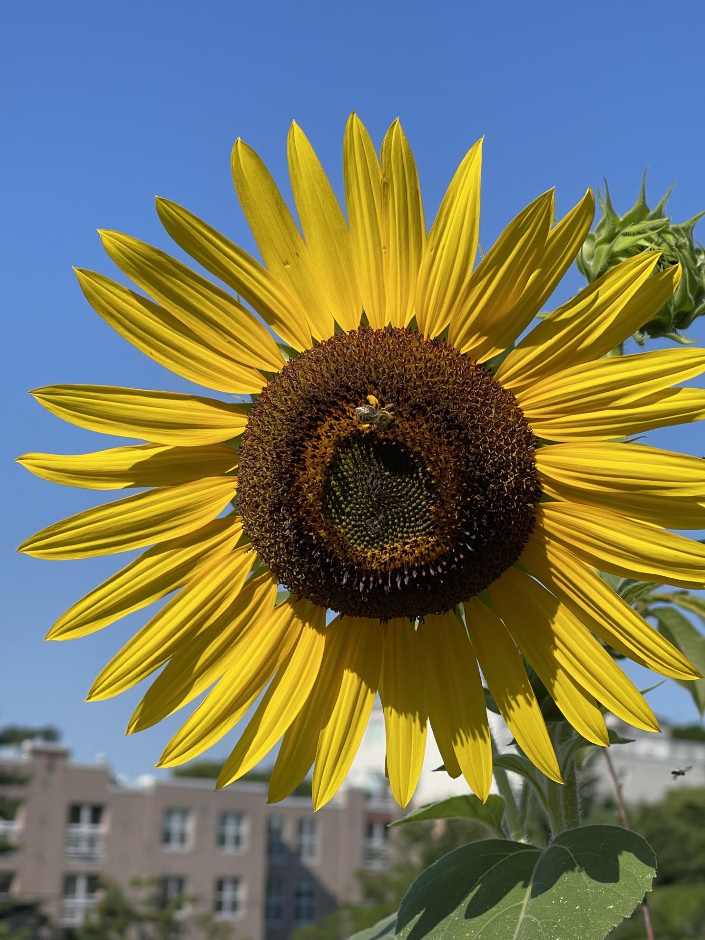 A bee sits on a sunflower growing in the Cambridge Senior Center's roof deck garden