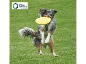 Frisbee Dog
