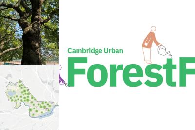 Tree picture, map of Cambridge and the Forest Friends logo