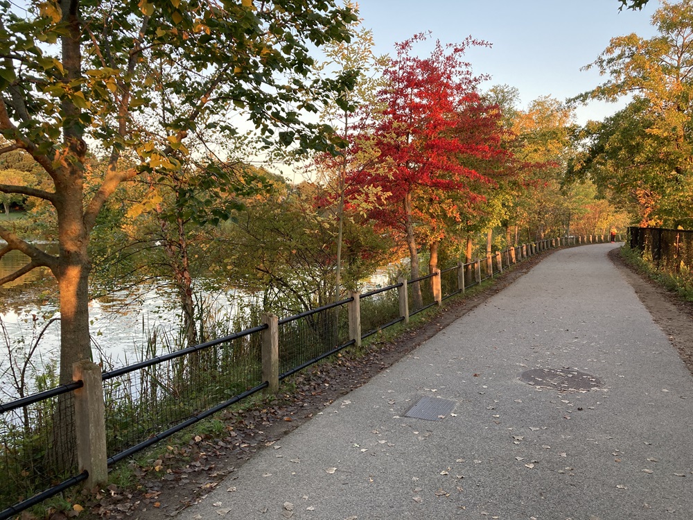 The path along Fresh Pond Reservation is home to vibrant and colorful trees.