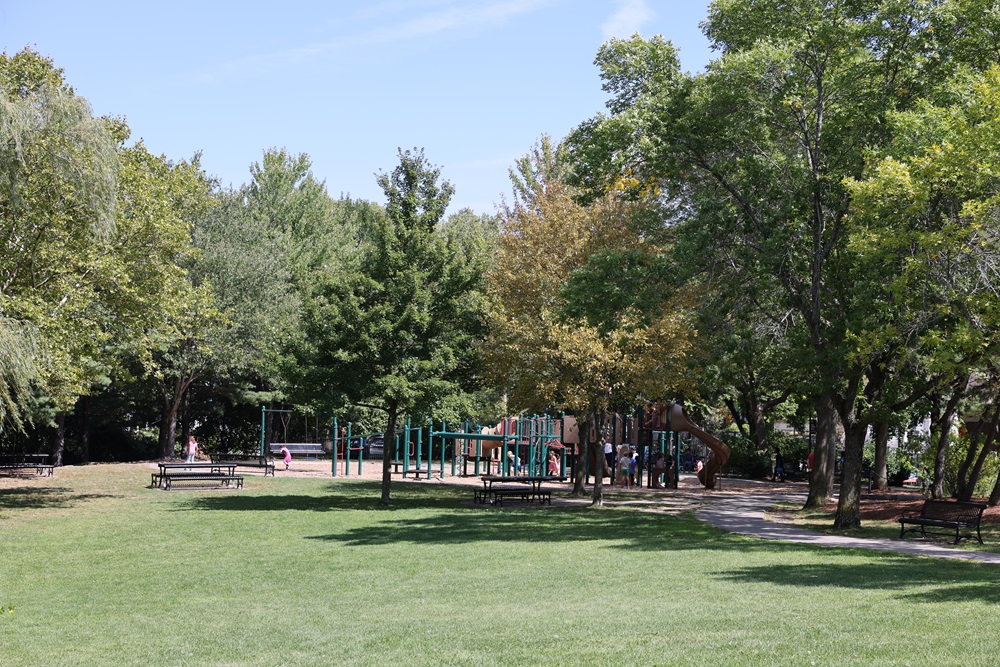 A Miyawaki forest stands tall in Danehy Park.