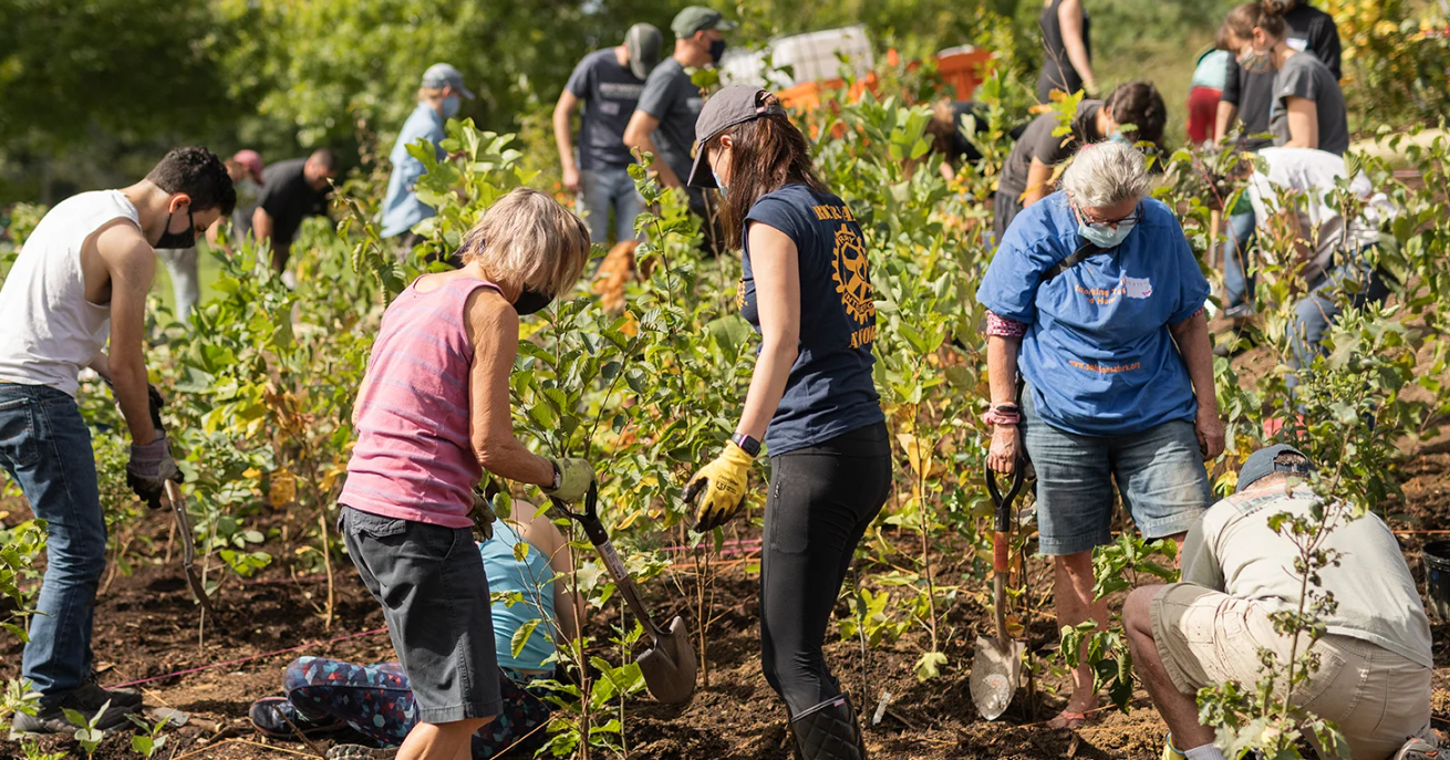 Cambridge Plants 1,000 Trees and Establishes Miyawaki Microforest