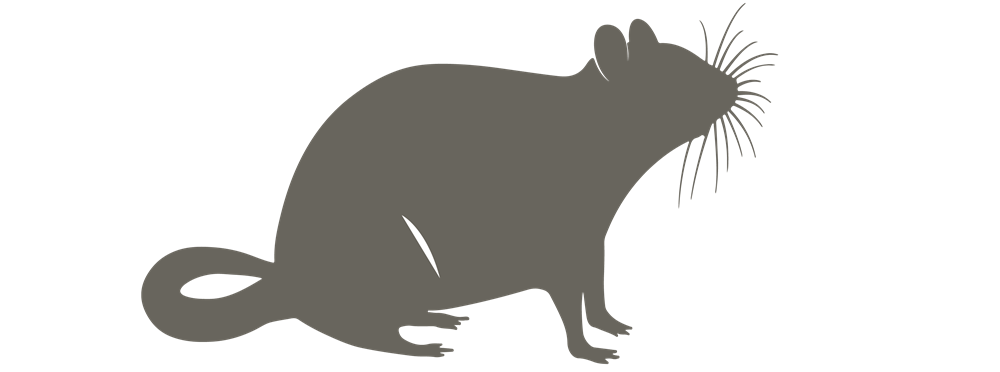 Illustration of a rat