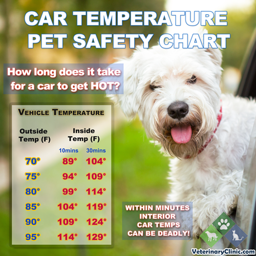 Safety brochure of summer car temperatures for animals