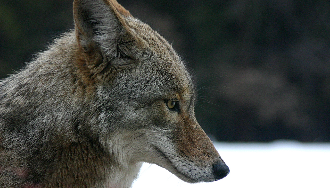 Coyote Photo credit: Creative Commons Attribution-Share Alike 3.0 Unported license.