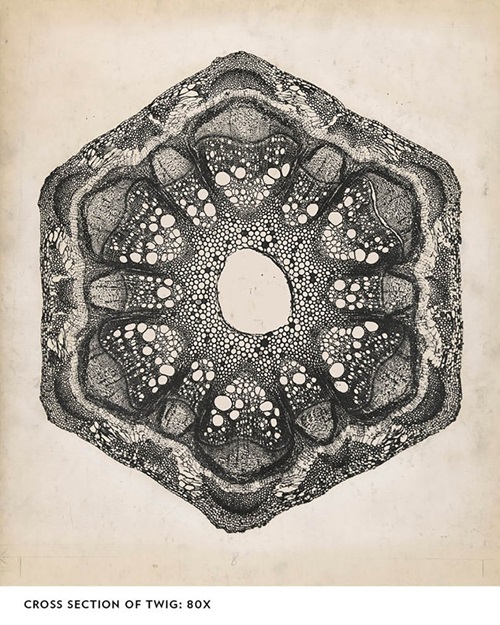 György Kepes image of a cross section of a twig at 80x magnification.