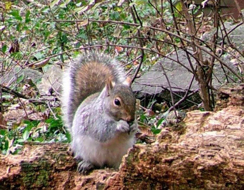 Squirrel