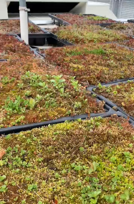 Green roof growing on top of Cambridge Police Department.