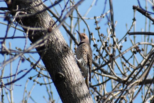 Bird perched in tree
